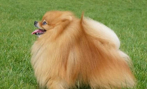 黑色博美犬多少錢一只