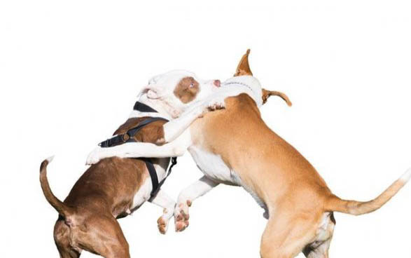 有哪些狗狗不掉毛