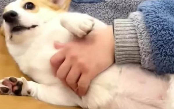 狗狗生狗一般晚上幾點