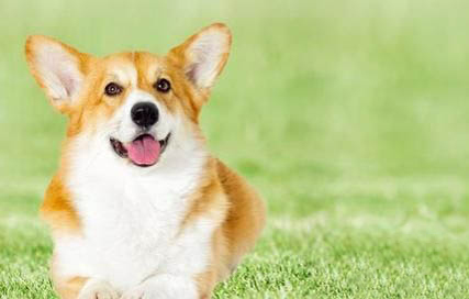 狗狗犬瘟好轉有哪些癥狀