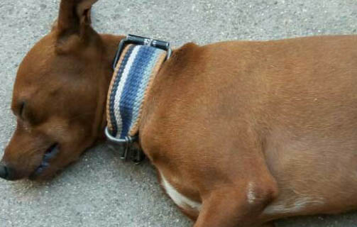 為什么小鹿犬很少人養