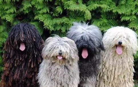 波利犬身體發抖的原因及處理方法