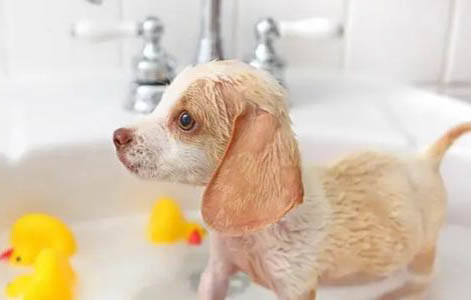 夏季狗掉毛的原因及處理方法