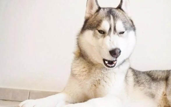 美國比特犬屬于什么犬