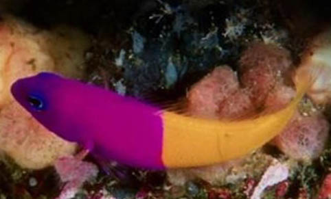 淡水螺能養在魚缸嗎