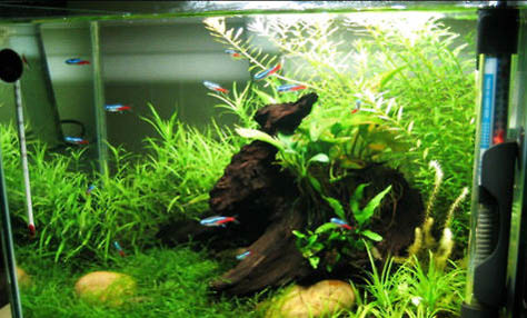魚缸如何徹底除藻?