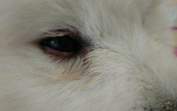小狗吃了偉哥后果是什么