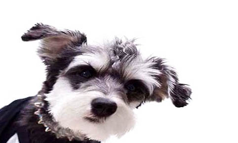 世界上最大的犬種,盤點體型最大的5種狗狗