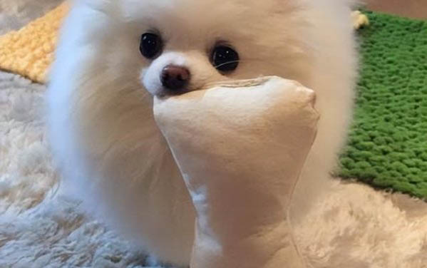 蝦小狗可不可以吃