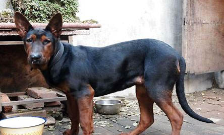 萊州紅犬的缺點