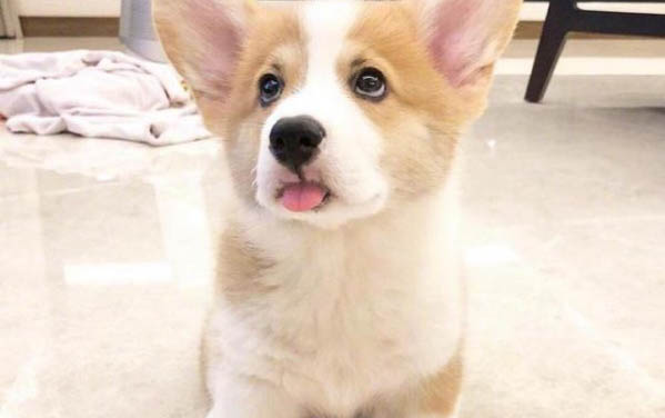 狗瘟后腿一只腳抽筋