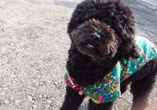 葡萄牙水犬太瘦原因及處理方法