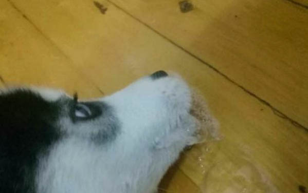 狗打嗝肚子還一抽一抽