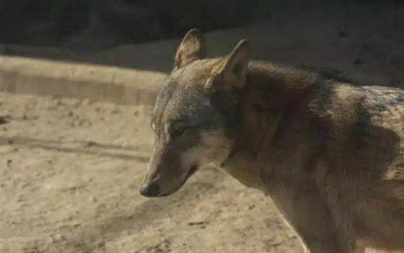 為什么狗狗死之前會發出聲音