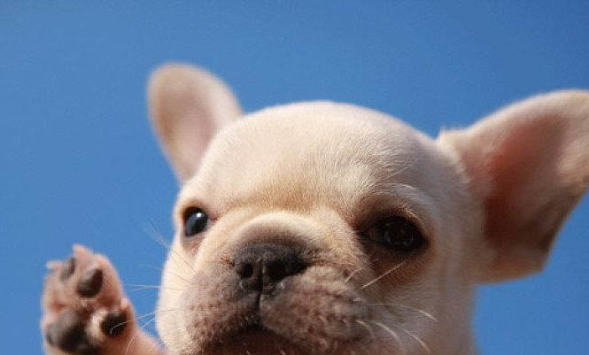 幼犬死前有哪些征兆