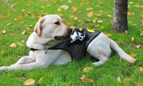犬細小病毒用什么藥治療