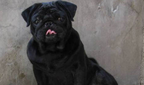 八哥犬掉毛嚴重怎么辦