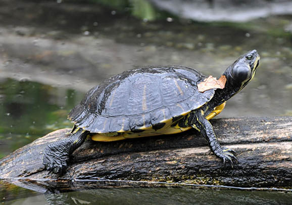 紅耳龜最大能長多大