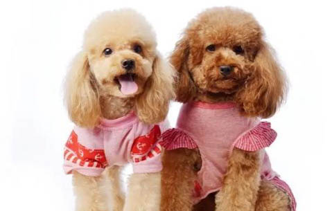 黑色貴賓犬多少錢一只