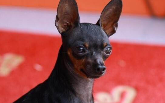 為什么小鹿犬很少人養