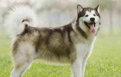 阿拉斯加是禁養犬嗎