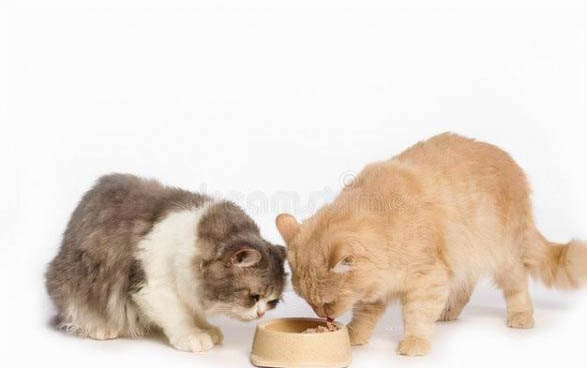 貓?zhí)\是不是很容易復(fù)發(fā)