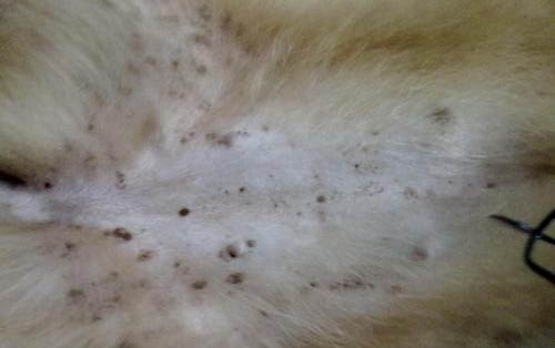 為什么狗會吃青草?如何處理以及注意事項?