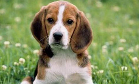 比格犬和柯基犬哪個好