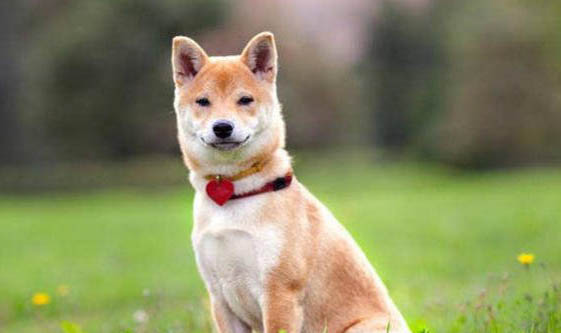 柴犬幼犬怎么挑選
