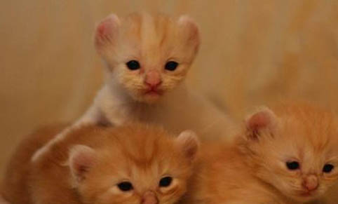 美國卷耳貓太瘦了,可能是以下原因: