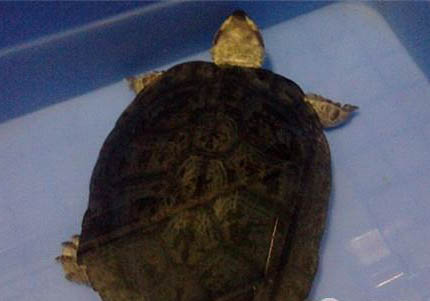 粗頸龜的品種簡介