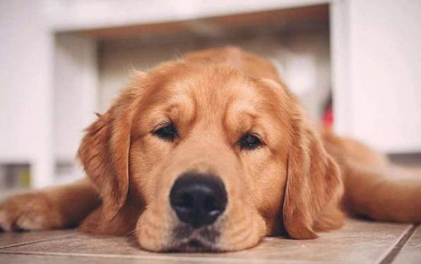 狗狗拉肚子怎么辦好