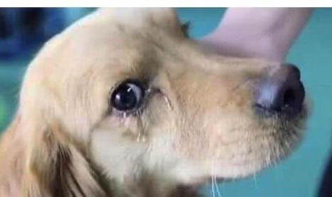 怎么識別一窩狗狗狗王