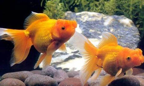 金魚(yú)掉魚(yú)鱗的原因以及處理方法