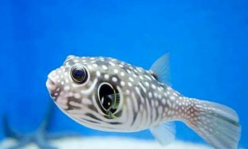 魚類食性有哪些