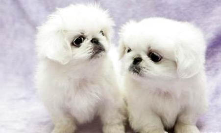 京巴狗智商高嗎