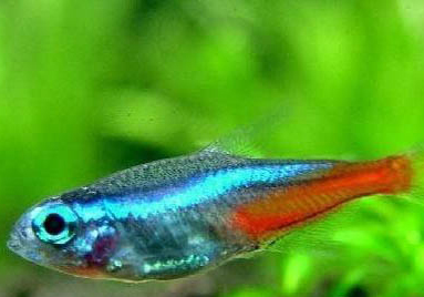 自來水爆氧多久能養魚
