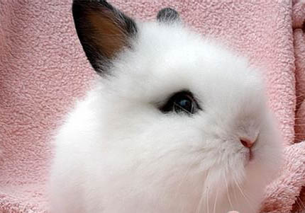 海棠兔多久認(rèn)主人