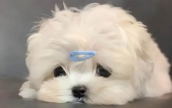 冬天狗狗睡在外面會不會冷