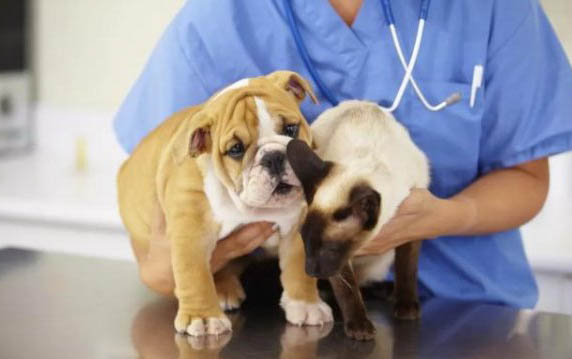 狗狗有狂犬病多久會發病