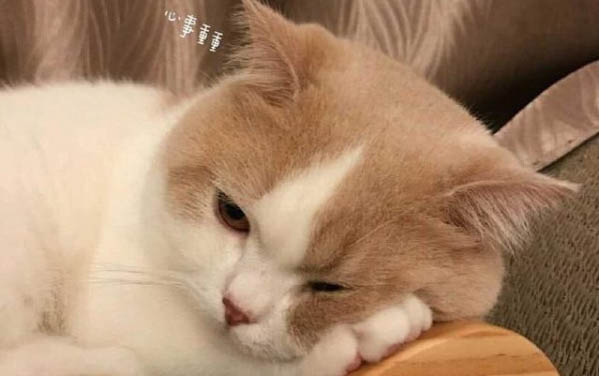 貓咪的耳螨怎么清理干凈