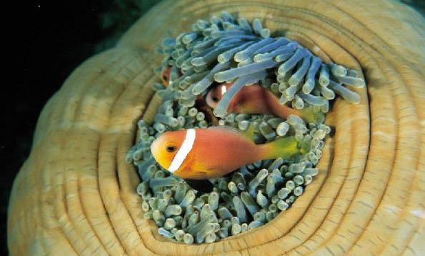 死甲魚吃了會怎么樣