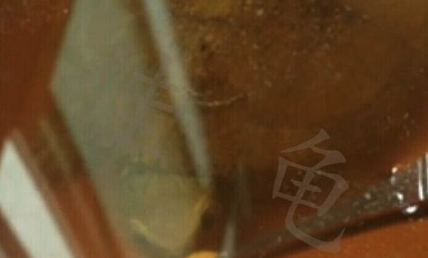 眼斑龜腸胃炎該如何預防