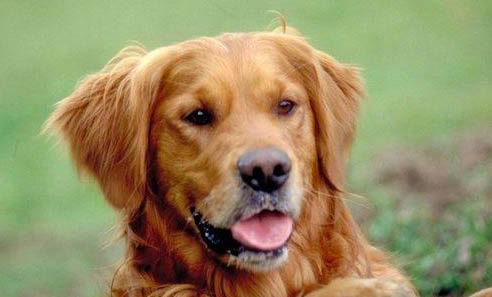 金毛犬會不會咬人