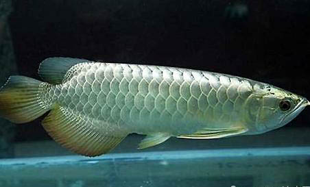 銀龍魚和鸚鵡魚混養(yǎng)怎樣控制水溫