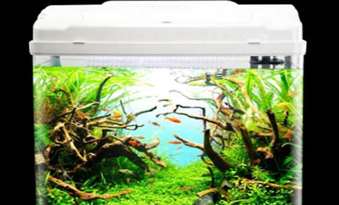 海馬是海里真正的魚嗎