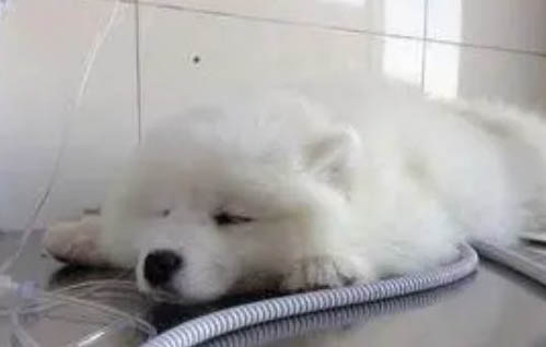 狗狗變瘦了,該怎么辦?