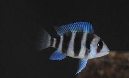 養金魚幾條最好