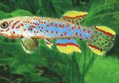 新手怎樣養接吻魚