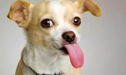 犬瘟熱 小狗狗食欲不振是因?yàn)槭裁丛? /><h3>狗狗精神不好食欲不振該怎么辦</h3><p>引起狗狗出現(xiàn)上述癥狀的原因比較多,主要考慮消化系統(tǒng)疾病、傳染性疾病以及呼吸系統(tǒng)系統(tǒng),比如急性腸胃炎、胃腸道堵塞、細(xì)小、<a href=
